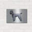 "Caniche" par Harro Maass-489508396