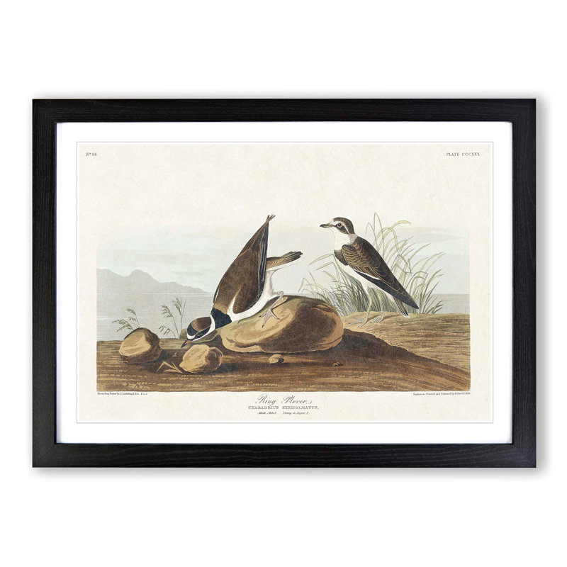 Ring Plover Birds by John Audubon - Picture Frame Painting Print, Black Framed, 27cm H x 36cm W x 2cm D