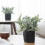 2 - Piece Artificial Eucalyptus Plants in Black Pot Set