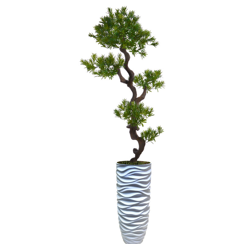 Panama Bonsai en pot de résine