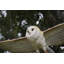 Statue de vol hibou grange