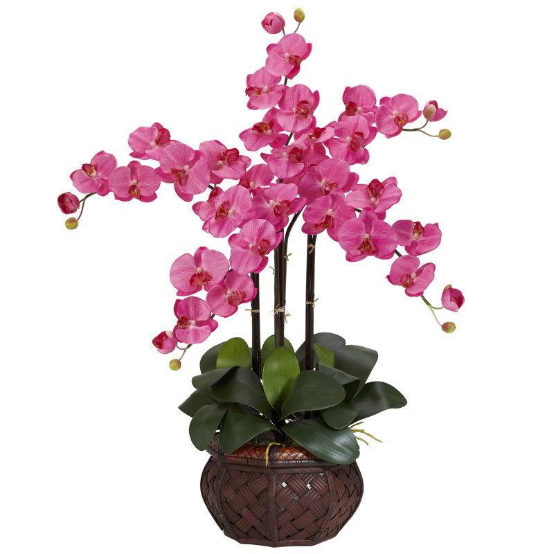 Orchidées phalaenopsis dans un vase, Rose foncé