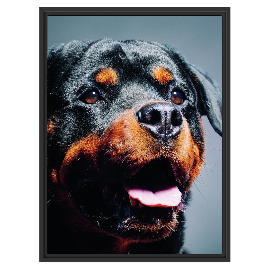 Gerahmtes Poster Treuer Rottweiler