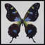 Botanical Beauty Painting-49510691