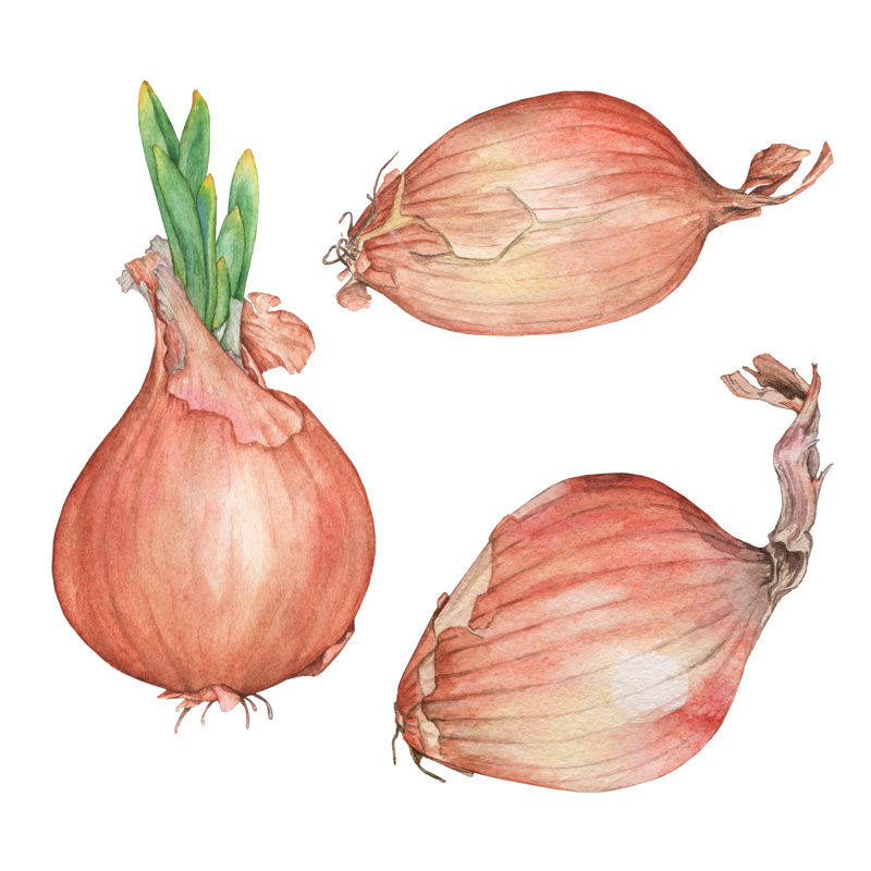 Set Onions Watercolor Illustration by Shilovka - Wrapped Canvas Print, 30cm H x 30cm W x 3.8cm D