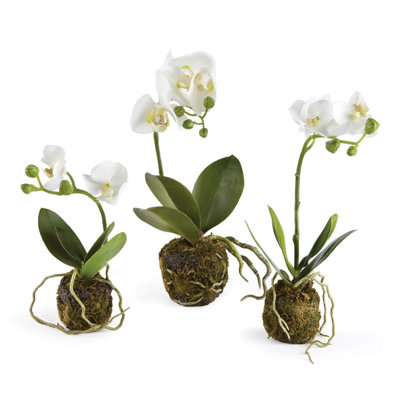 Orchidée Evan