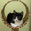 Kaylin 101cm H Cat Tree