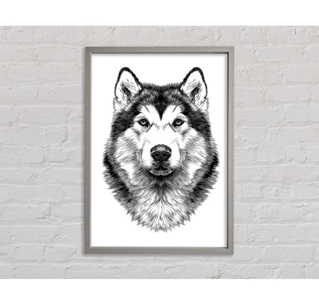 Husky Wolf - Druck