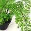 35cm Faux Fern Plant in Pot Liner