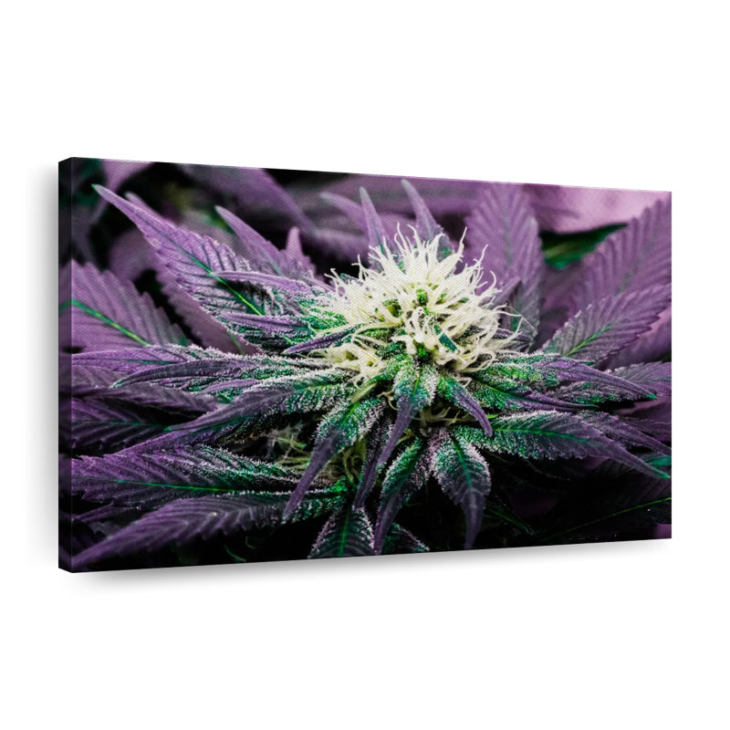 Rare cannabique, reproduction sur toile, H 30 po x l 45 po x P 1,25 po
