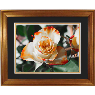 Stoddard 11x14 Picture Frame