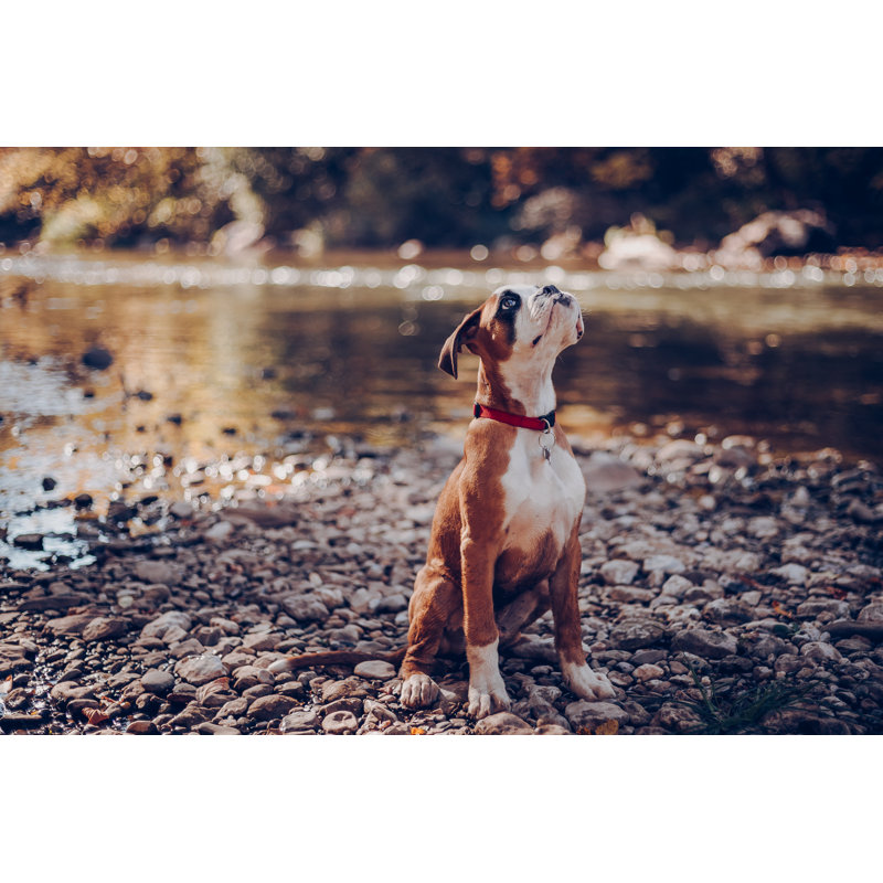 Boxer Ready To Rumble by Eclipse_Images, 24" H x 36" W