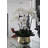 Roberi Arrangement in Pot-311770224-318745110