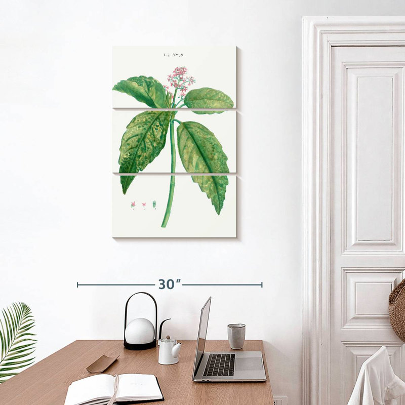 Harnek, laurier japonais, Aucuba Japonica, H 32 po x l 20 po