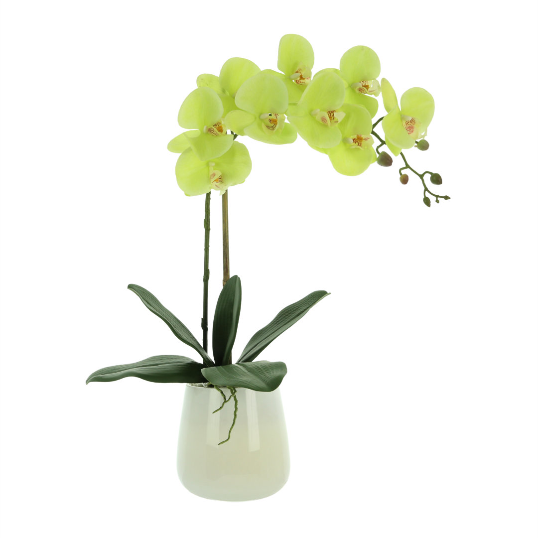 Phalaenopsis Orchid Floral Arrangement in Pot Primrue Flower 