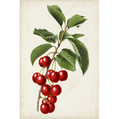 Antique Fruit II by Vision Studio - Painting
