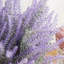 Arrangement de lavande Kassaraba-232822079