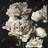 peonies - 32"x32" art on canvas