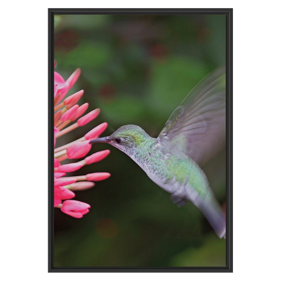 Gerahmtes Wandbild Kolibri an Blüte