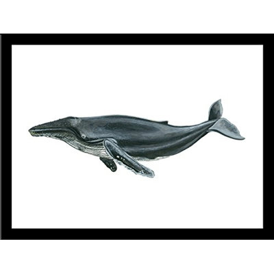 " Humpback Whale " by Damon Crook