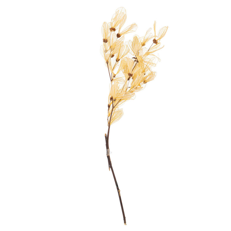 1'' Plant