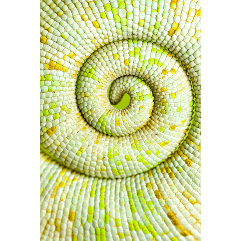 Chameleon Tail - Photographie sur toile tendue, H 18 po x l 12 po
