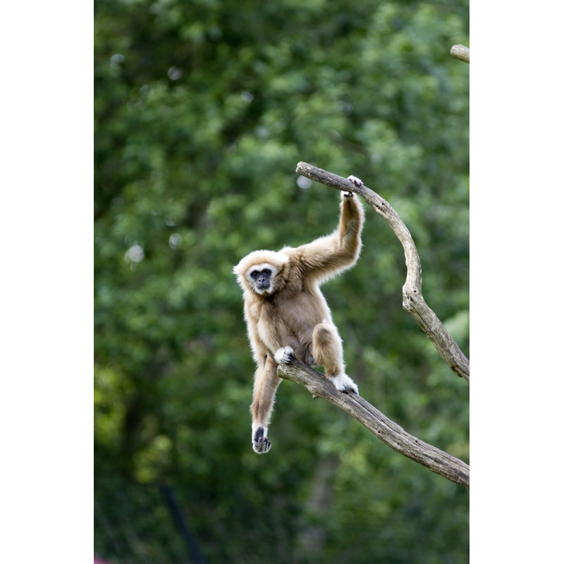 White Handed Gibbon by AYImages - No Frame Print on Canvas, 122cm H x 81cm W