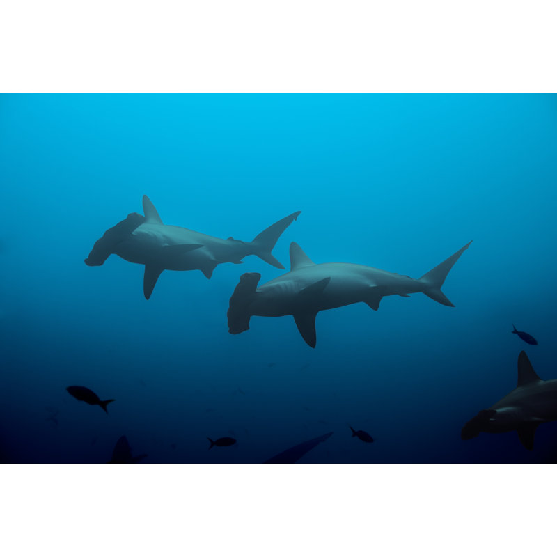 " Two Hammerhead Sharks " by Serrnovik, 20" H x 30" W
