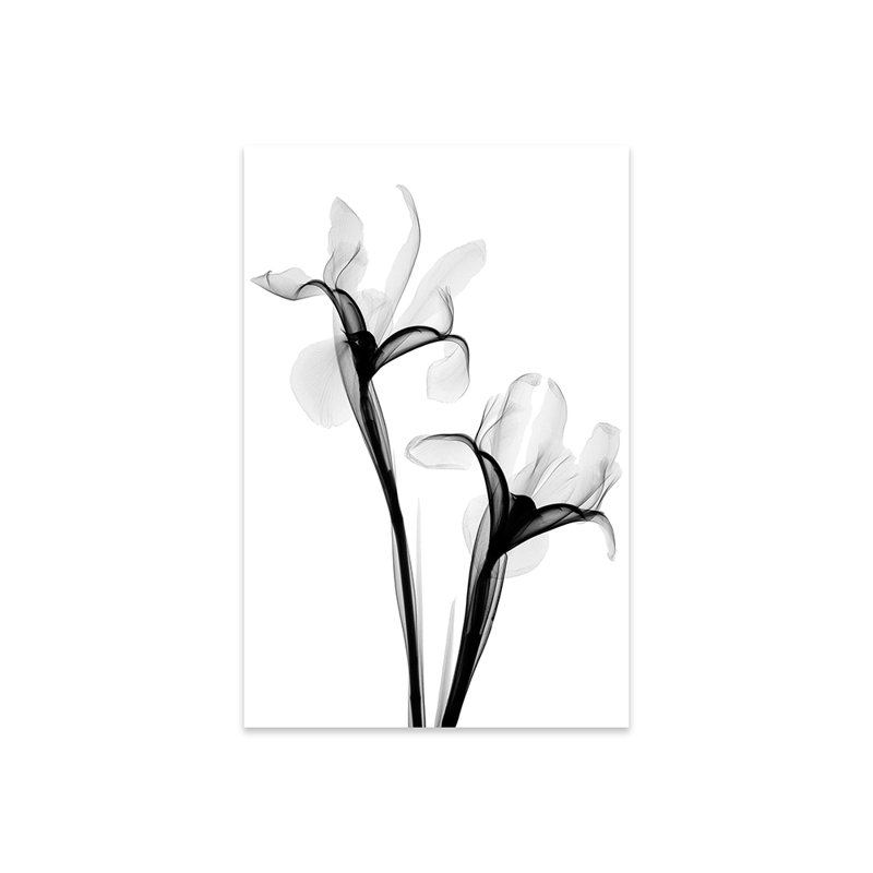 Deux iris I, impression sur verre acrylique, Blanc, H 24 po x l 16 po