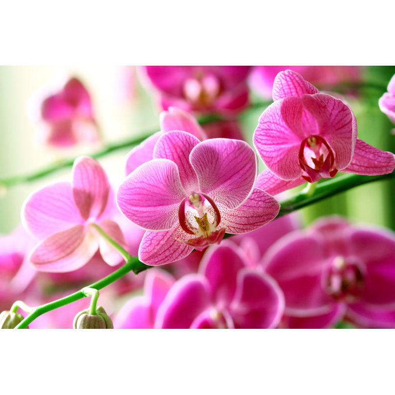 Pink Orchid - Wrapped Canvas Print, 20cm H x 30cm W x 3.8cm D