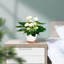 Pots de plantes auto-arrosants d'intérieur-1829309395
