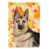 Black German Shepherd