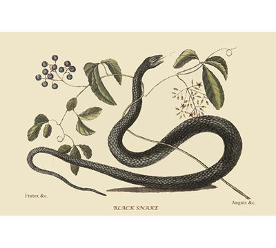 « black serpent » par catesby catesby, impression