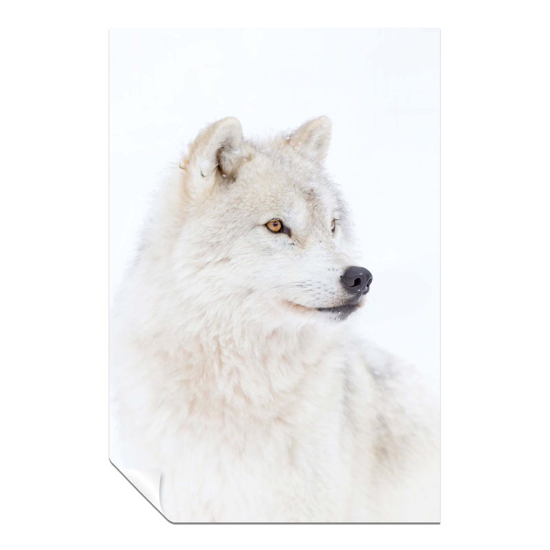 Arctic Wolf Portrait - No Frame Print, 46cm H x 31cm W