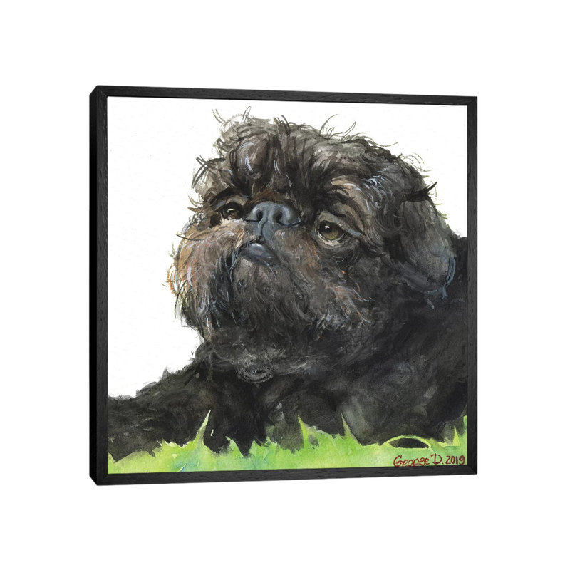Black Brussel Griffon White Background by George Dyachenko - Painting on Canvas, Black Framed