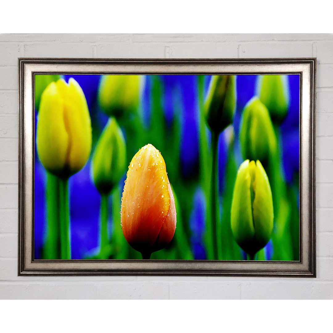 Gelbe Tulpen in einem blauen Feld - Einzelne Bilderrahmen Kunstdrucke