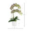 Double Orchid Arrangement-248080728