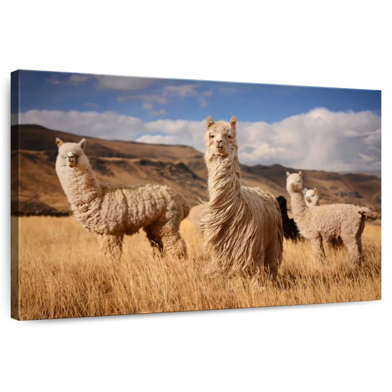 Andes Alpacas