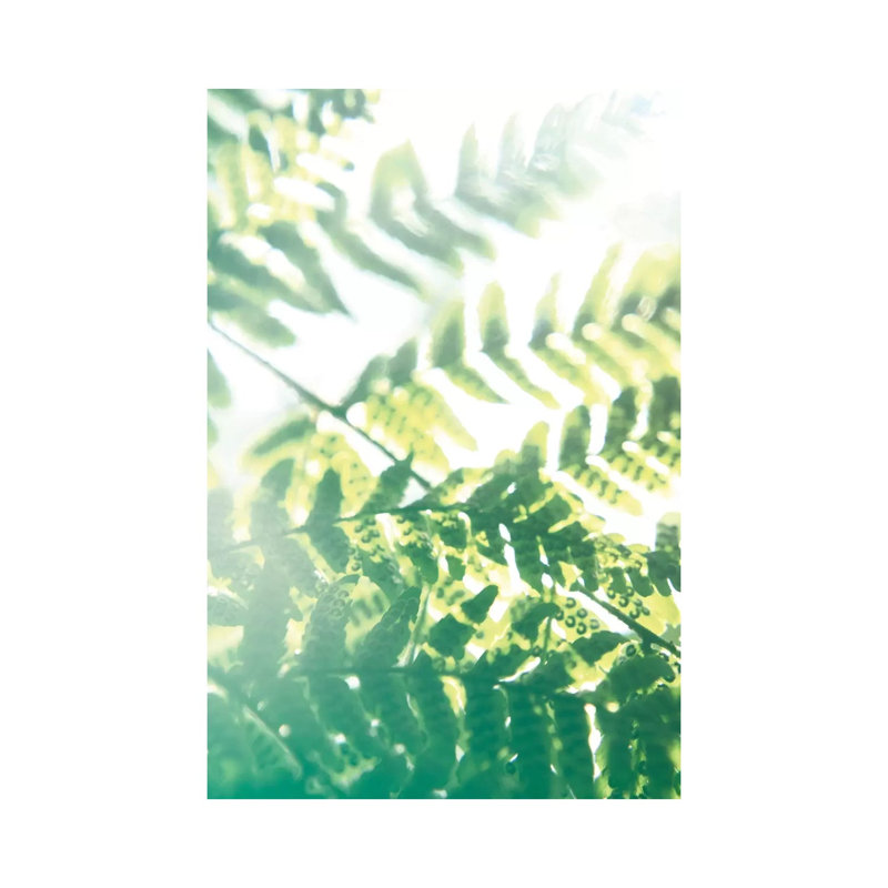 Fern Glow V by Jason Johnson - Wrapped Canvas Print, 20.32 cm H x 30.48 cm W