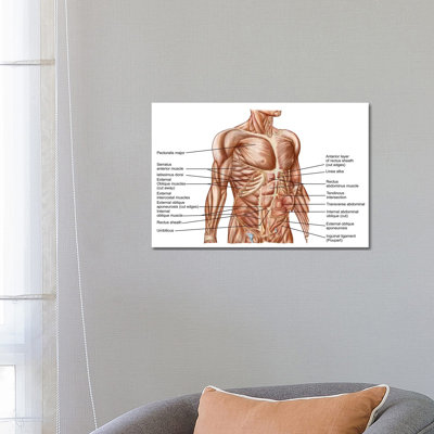 " Anatomy Of Human Abdominal Muscles " by Stocktrek Images