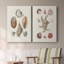 Toile tendue Knorr Shells & Coral I-Premium Gallery - prête à être accrochée-108965486