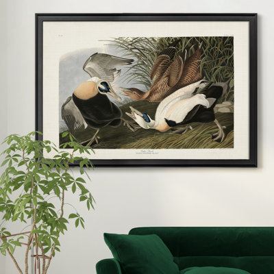 " Eider Duck "