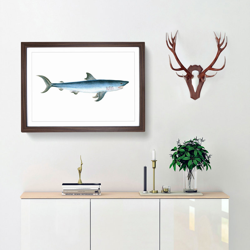 Porbeagle Shark by Edward Donovan - Picture Frame Painting Print, 27cm H x 36cm W x 2cm D, Walnut Framed