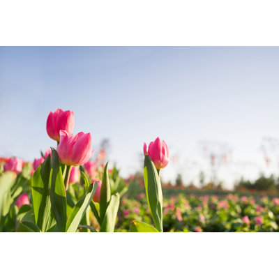Tulip Field - Wrapped Canvas Print