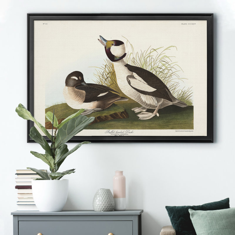 " Buffel Headed Duck ", Black, 26.5" H x 36.5" W x 1.5" D