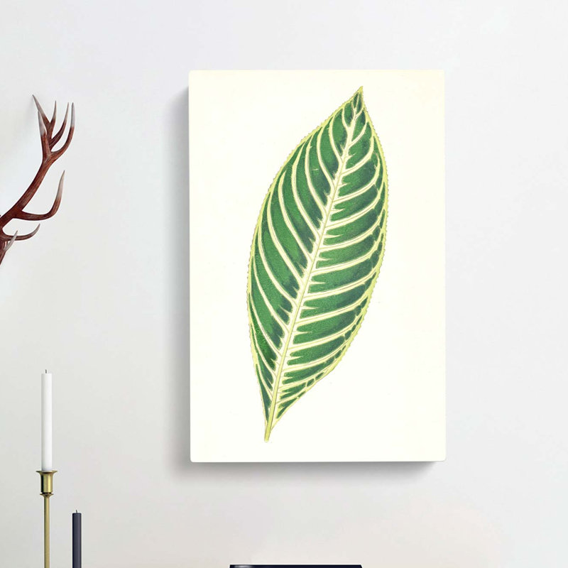 Tiger Plant Leaf by Benjamin Fawcett - Wrapped Canvas, 60cm H x 40cm W x 3cm D