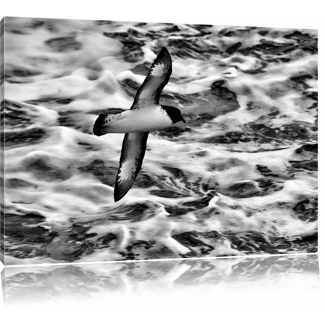 Leinwandbild Prächtige Möwe fliegt über Wasser in Monochrom