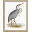 Coastal Ornithology 3' Framed Graphic Art Print on Glass