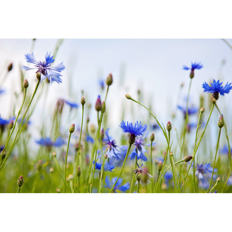 Aphan Wild Cornflowers - Wrapped Canvas Print, 30cm H x 46cm W 3.8cm D