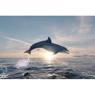 " Dolphin Juming In The Ocean "